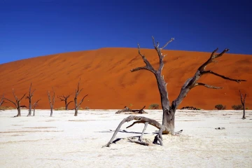 deadvlei6