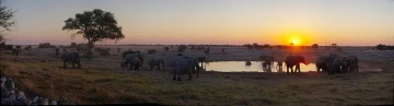 elefanten panorama