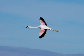 flamingo chile1