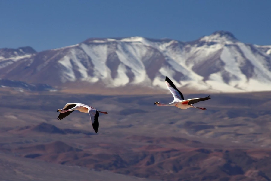 flamingo chile2