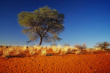 kalahari1