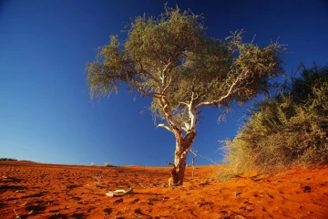 kalahari2