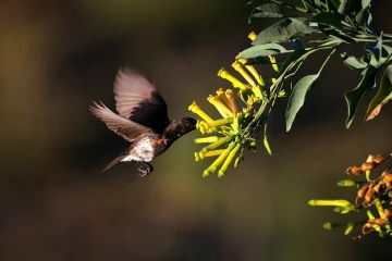 kolibri