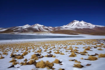 miscante atacama1