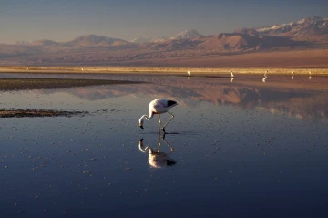 chaxa lagoa atacama2