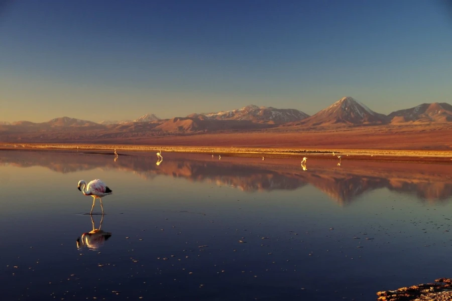 chaxa lagoa atacama3