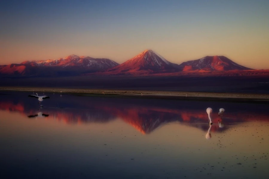 chaxa lagoa atacama6
