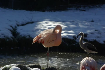 flamingo