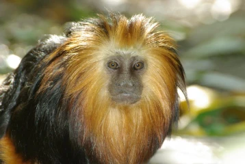 loewenaeffchen 02