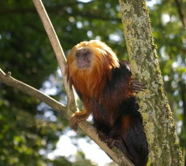 loewenaeffchen