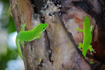 madagaskar taggecke phelsuma madagascariensis 02