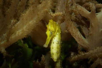 seepferdchen