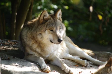 wolf 02