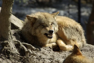 wolf