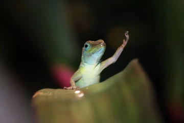anolis 01