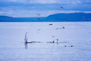 buckelwal island1