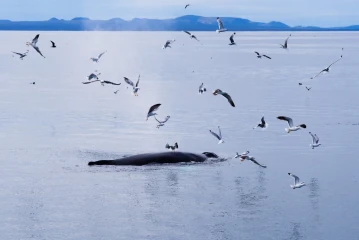 buckelwal island3