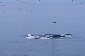 buckelwal island4