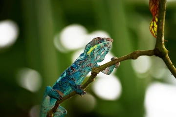 chamaeleon 01