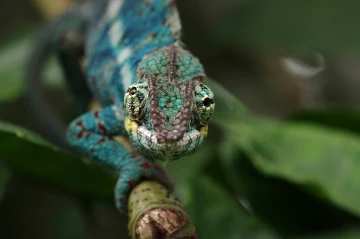 chamaeleon
