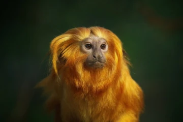 loewenaeffchen 1