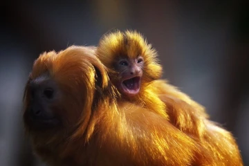 loewenaeffchen junges2