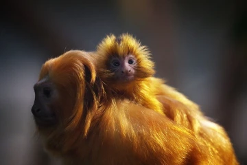 loewenaeffchen junges3