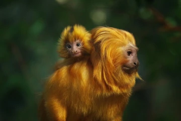 loewenaeffchen junges6