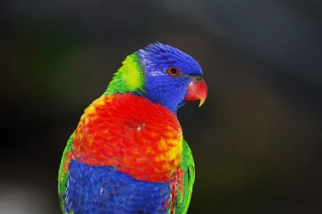 lori 01
