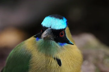 motmot01