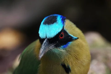 motmot02