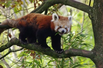 panda fressen