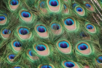 pfau rad1