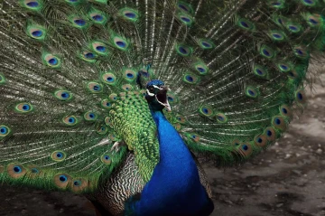 pfau rad2