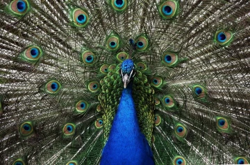 pfau rad3