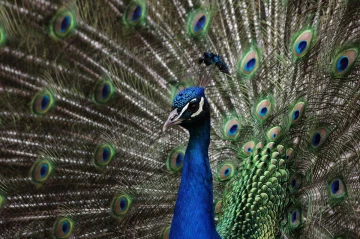 pfau rad4