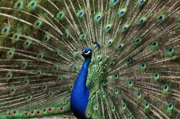 pfau rad5