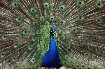 pfau rad6