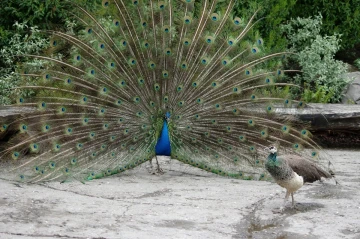 pfau rad7