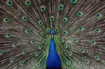pfau rad8