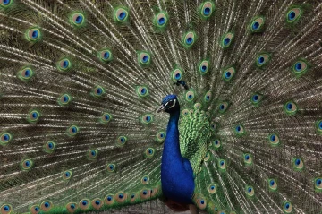 pfau rad9