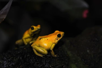 pfeilgiftfrosch03