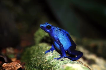 pfeilgiftfrosch04