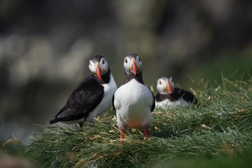 puffin1