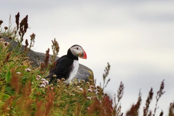 puffin10