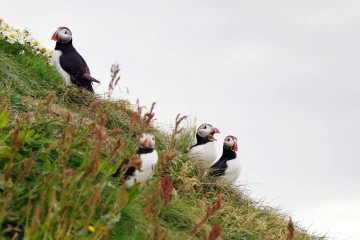 puffin12