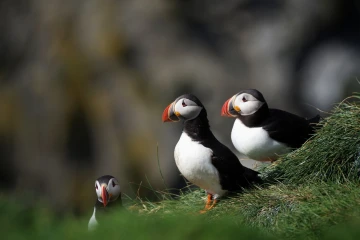 puffin2