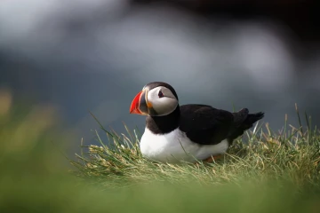 puffin3