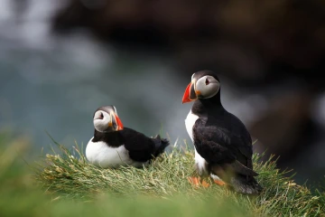 puffin4