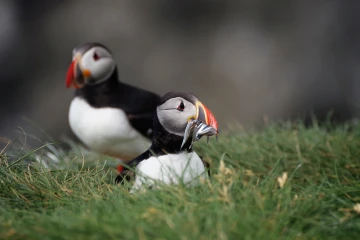 puffin5